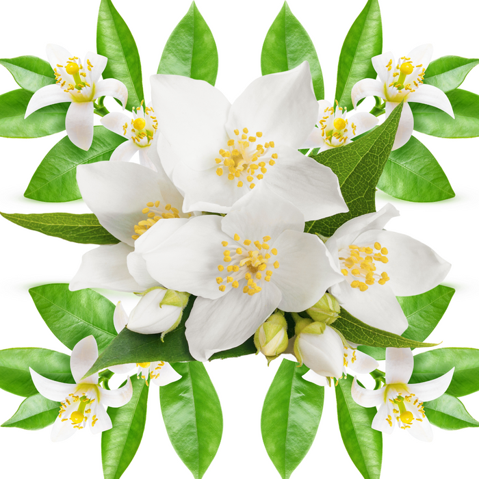 Scented Candle - Orange Flower & Jasmine